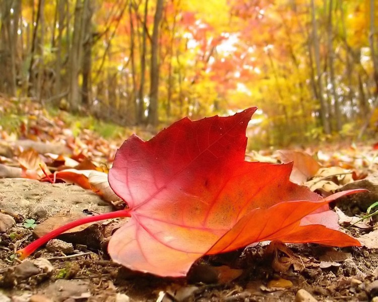 autumn-falling-leaf-3 872d6