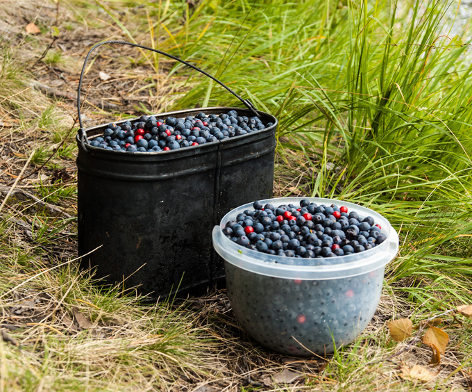 9-karelian-berries 46426